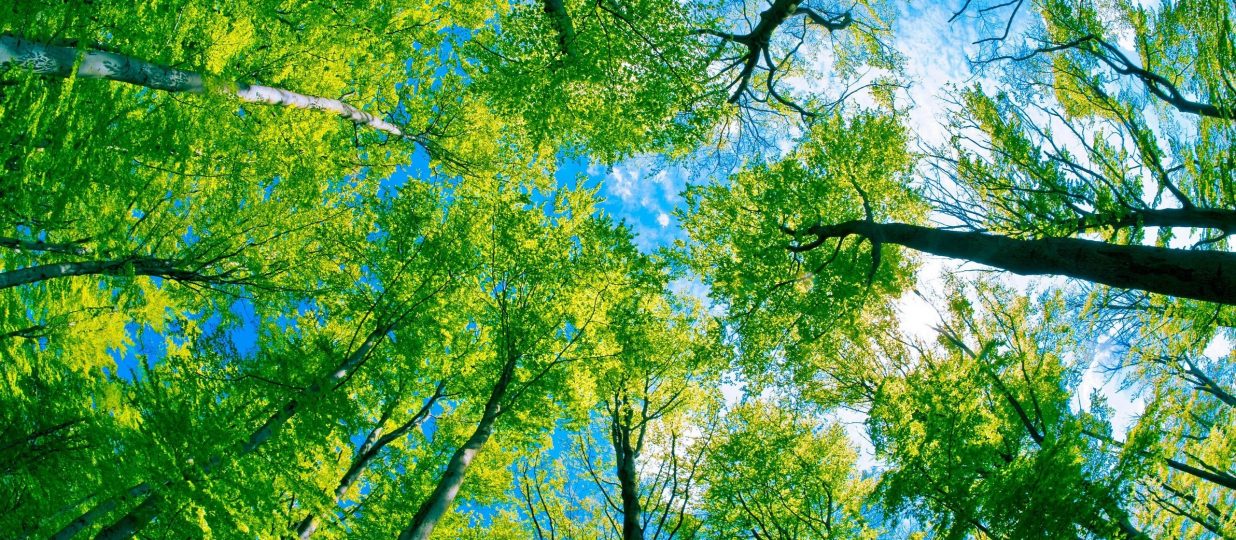 Canada Grows On Trees – Celebrating Canada’s 150th