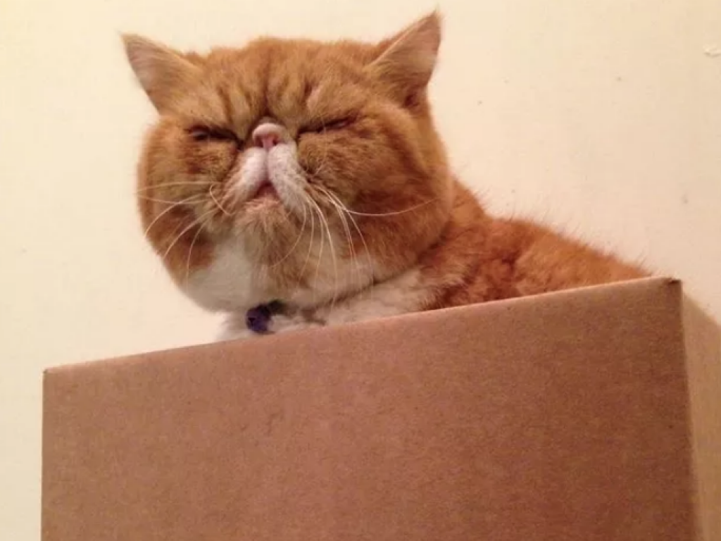 21 Cats Celebrating Boxing Day