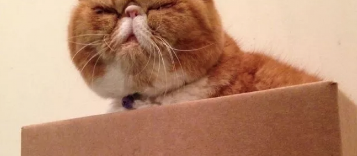 21 Cats Celebrating Boxing Day